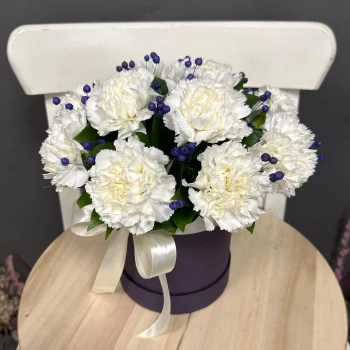 Snow-white carnations in 
