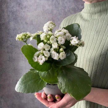 Houseplant Kalanchoe whit