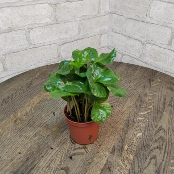 Houseplant "Arabica 