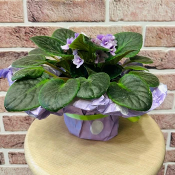 Houseplant violet