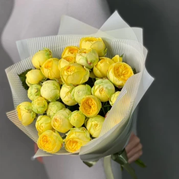 11 peony bush roses Peony